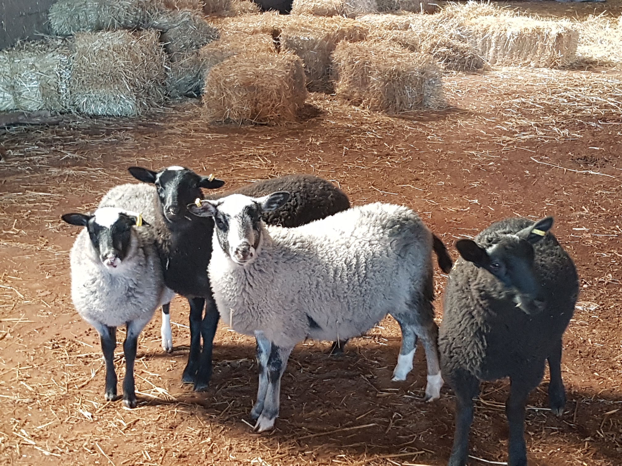 homesteading, rearing sheep, sheep, lambs, milking goats, goat cheese recipes